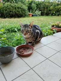 Gatto tigrato grigio