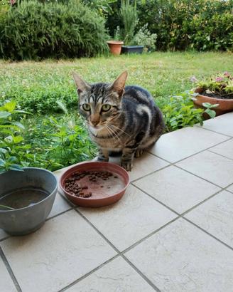 Gatto tigrato grigio