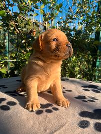 Labrador Red Fox Pedigree Enci - Animali In vendita a Milano