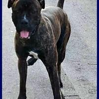 TYSON mix pitbull amstaff 2 anni muore la padrona