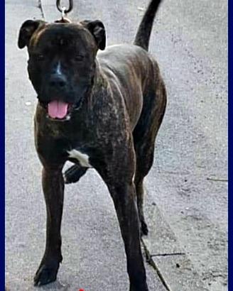 TYSON mix pitbull amstaff 2 anni muore la padrona