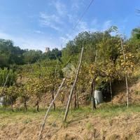 TER. AGRICOLO A CELLATICA