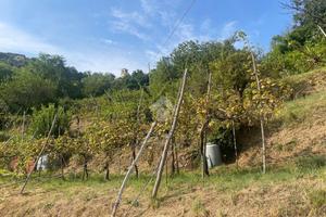 TER. AGRICOLO A CELLATICA