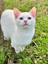 Cuccioli Angora Turco pelo corto