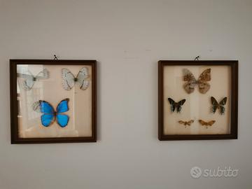 2 quadri da collezione con farfalle imbalsamate 