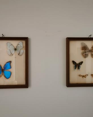 2 quadri da collezione con farfalle imbalsamate 