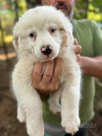 Cucciolo pastore australiano