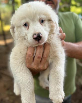 Cucciolo pastore australiano