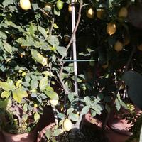Piante di limoni