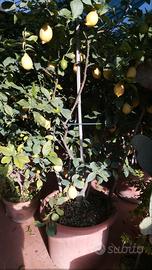 Piante di limoni