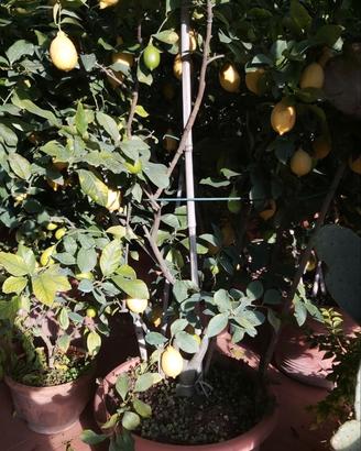 Piante di limoni