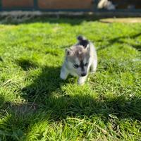 Cuccioli Husky