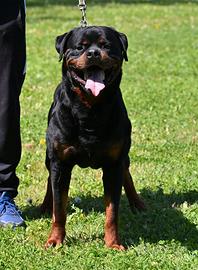 Rottweiler