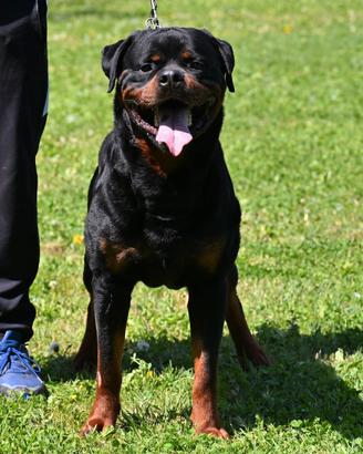 Rottweiler