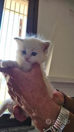 Cuccioli Ragdoll