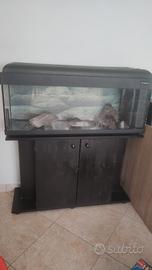 Acquario 