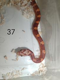 Elaphe guttata