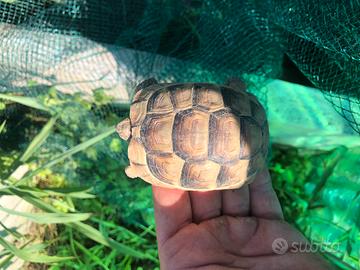 Tartarughe di terra con cites e microchip