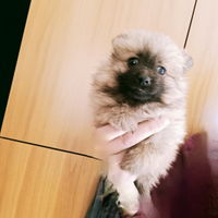 Spitz di pomerania toy