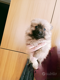 Spitz di pomerania toy