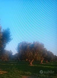 Terreno agricolo Salento