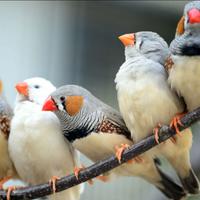 Bengalini/Diamantini