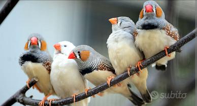 Bengalini/Diamantini