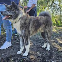 Splendido Akita Inu Tigrato