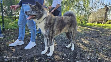 Akita inu tigrato per monta