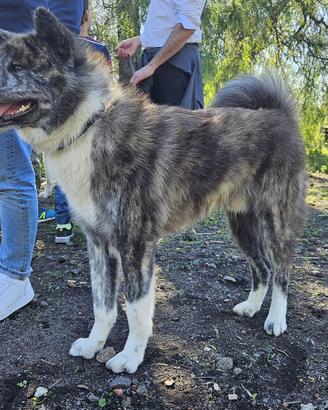 Splendido Akita Inu Tigrato