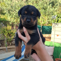 Cuccioli rottweiler