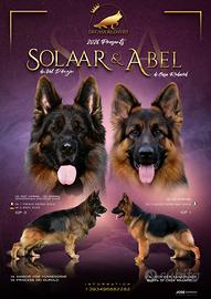 Cuccioli di pastore tedesco