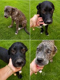 Cuccioli di 5 mesi di cane Corso