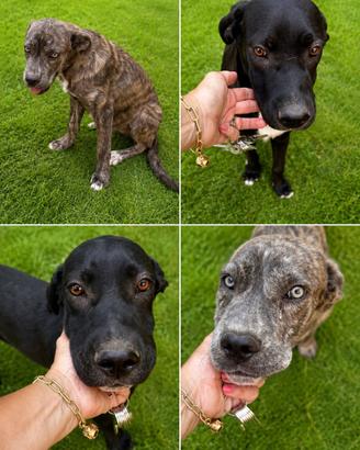 Cuccioli di 5 mesi di cane Corso