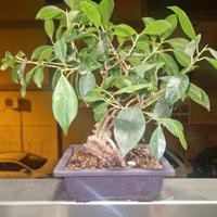 Prebonsai Ficus retusa