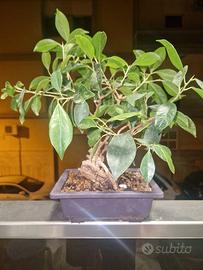 Prebonsai Ficus retusa