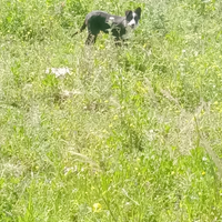 Cucciolo di border collie maschio