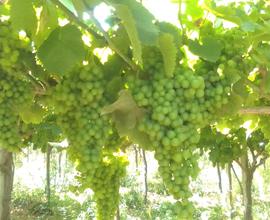 Azienda agricolq
