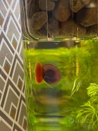 Lumache Planorbarius