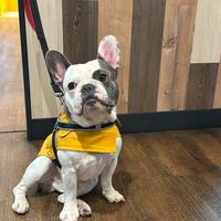Bulldog francese per monta