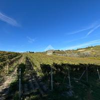 TER. AGRICOLO A CALAMANDRANA