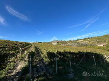 TER. AGRICOLO A CALAMANDRANA