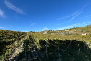 TER. AGRICOLO A CALAMANDRANA