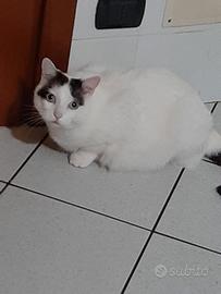 Gatto dolcissimo e coccolone