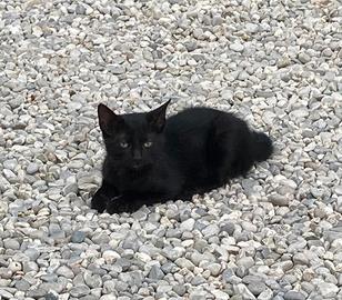 Bel gattino nero con il pelo lucido