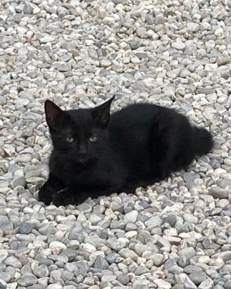 Bel gattino nero con il pelo lucido