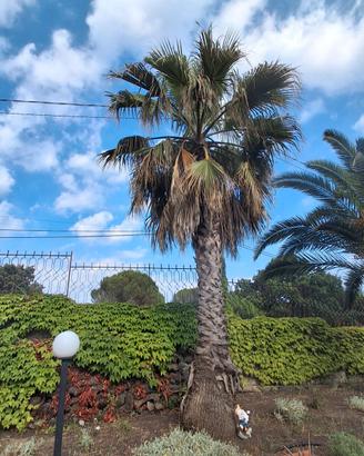 Palma Washingtonia