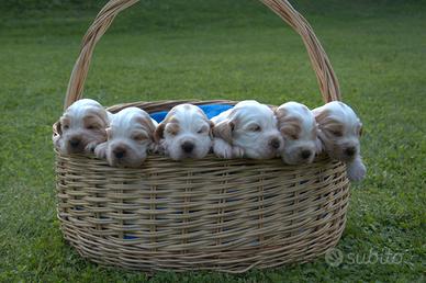 Cuccioli di cocker spaniel inlese con PEDIGREE