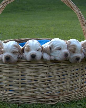 Cuccioli di cocker spaniel inlese con PEDIGREE