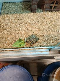 Tartarughe di terra